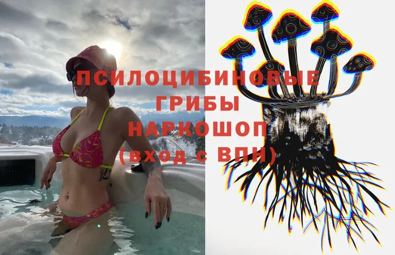 mega   Макушино  Галлюциногенные грибы Psilocybe 